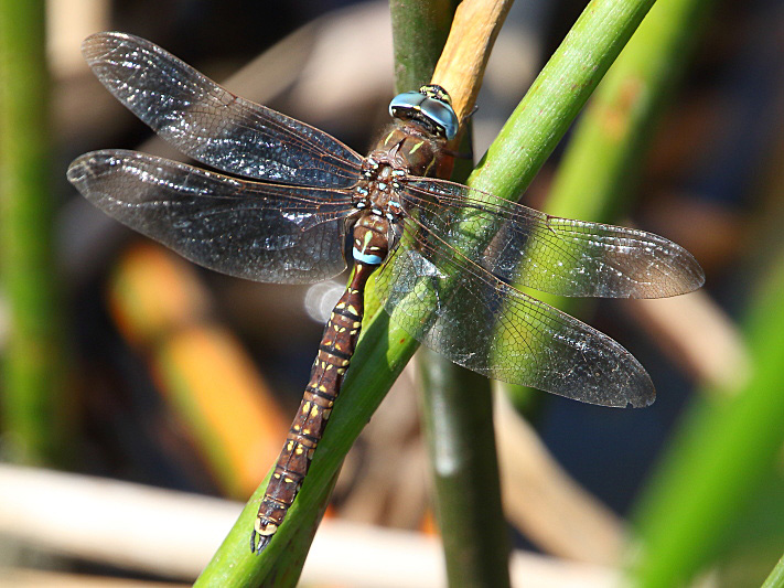 J17_4742 Aeshna brevistyla male.JPG